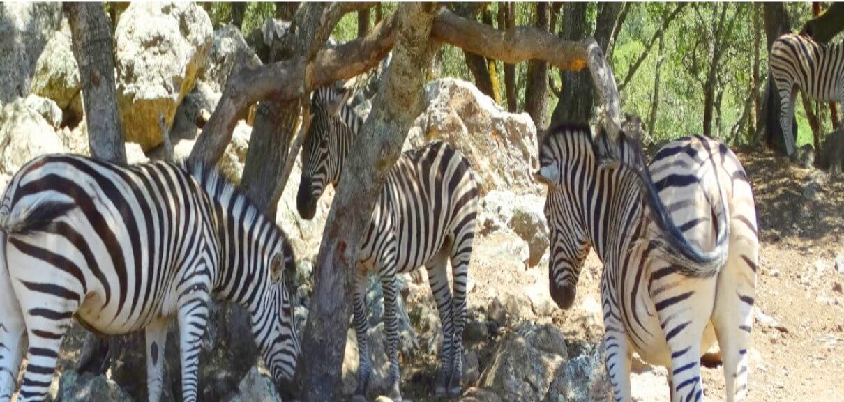 African-Safari -Adventure-Zebras.jpeg